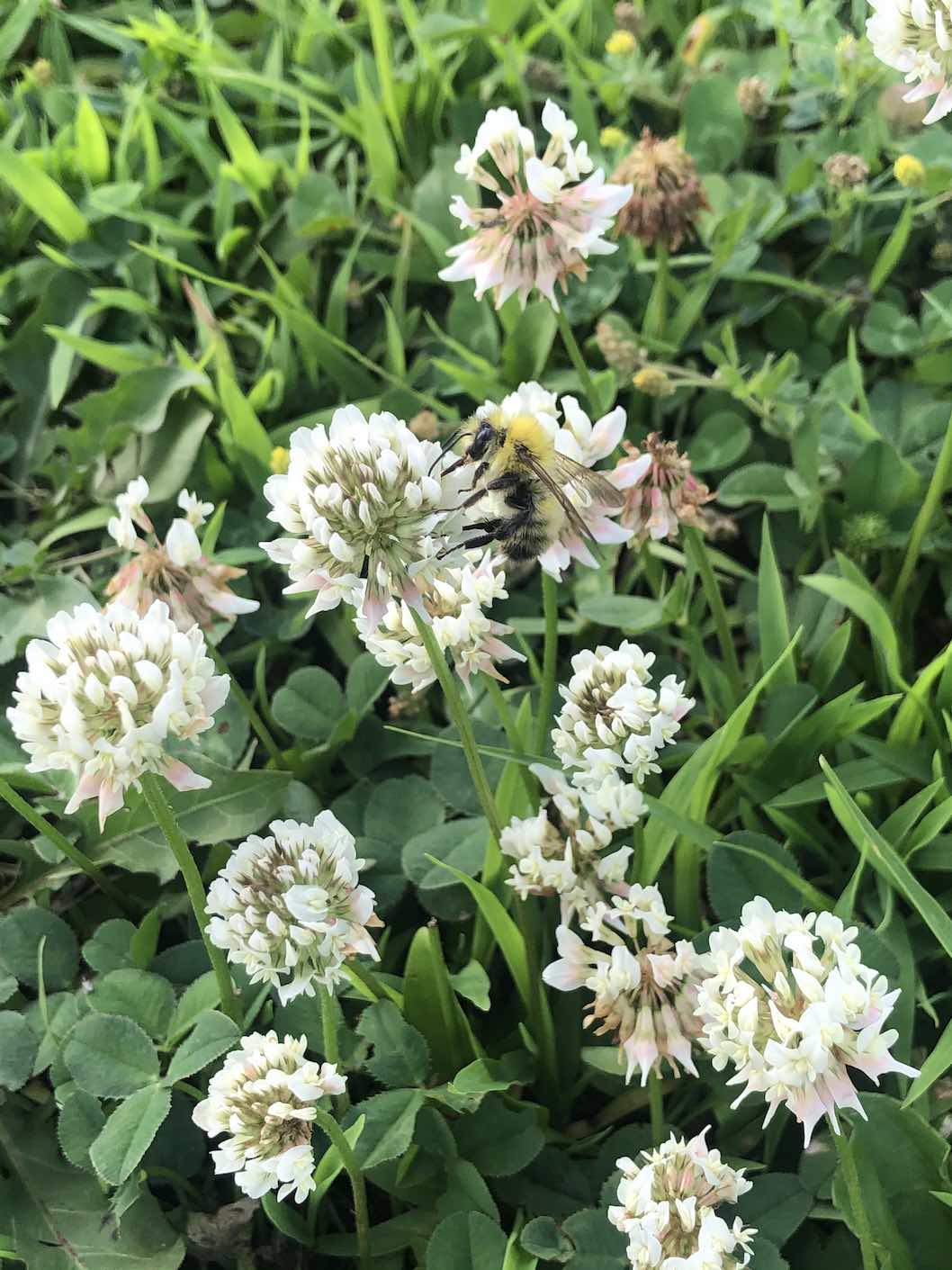 bee
